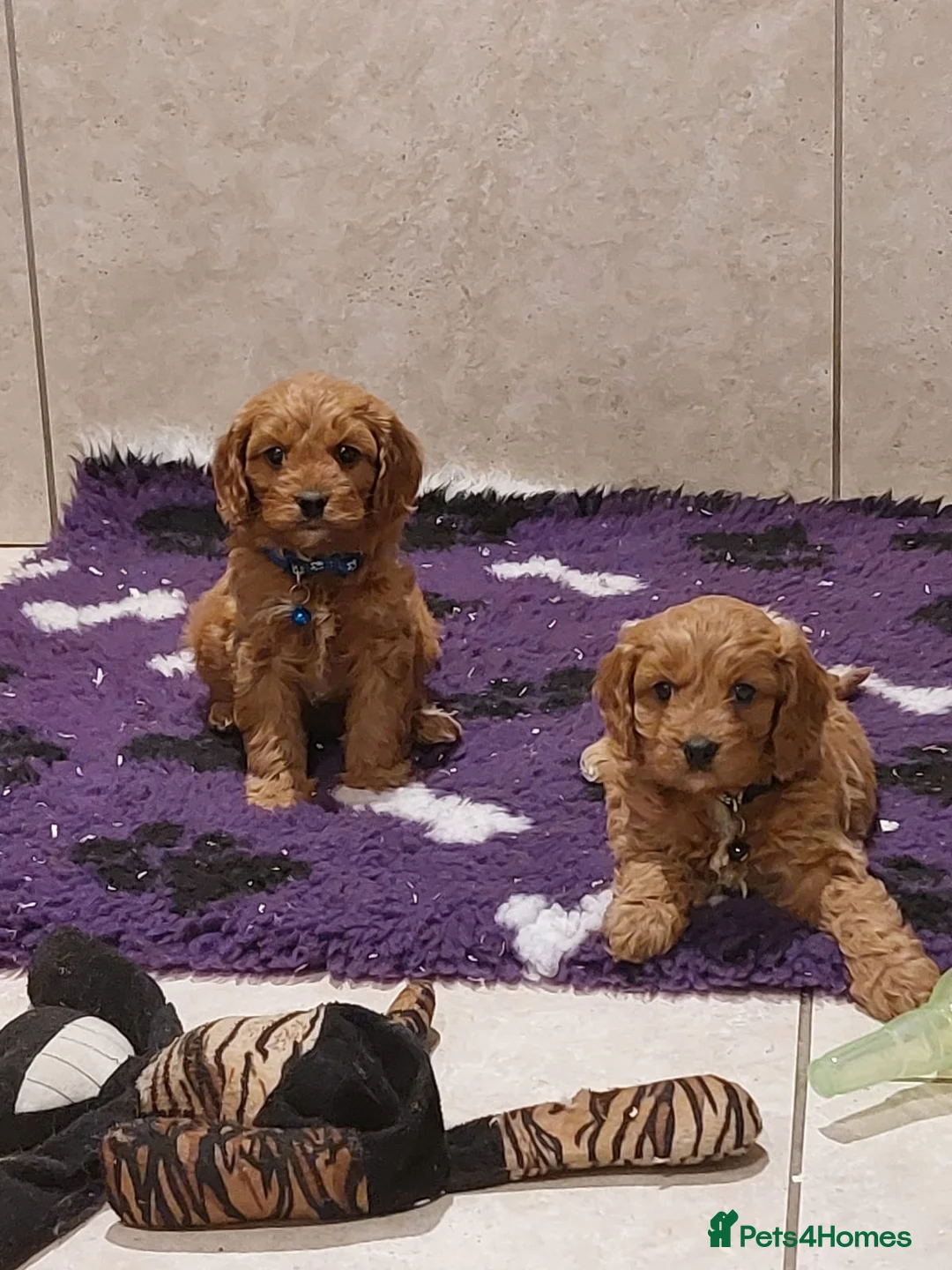 Cavapoo dogs for sale: F1 Cavapoo puppies 💝 - Advert 14