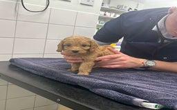 Cockapoo dogs for sale: F1 cockapoo puppies ♥️💙 - Image 11