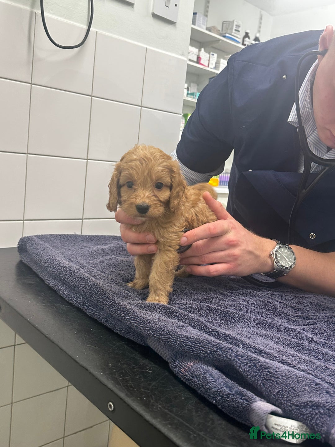 Cockapoo dogs for sale: F1 cockapoo puppies ♥️💙 - Image 11