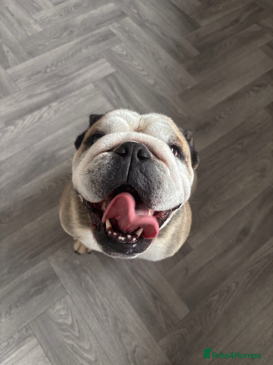 English Bulldog dogs for stud: Proven KC English Bulldog for Stud - Advert 5