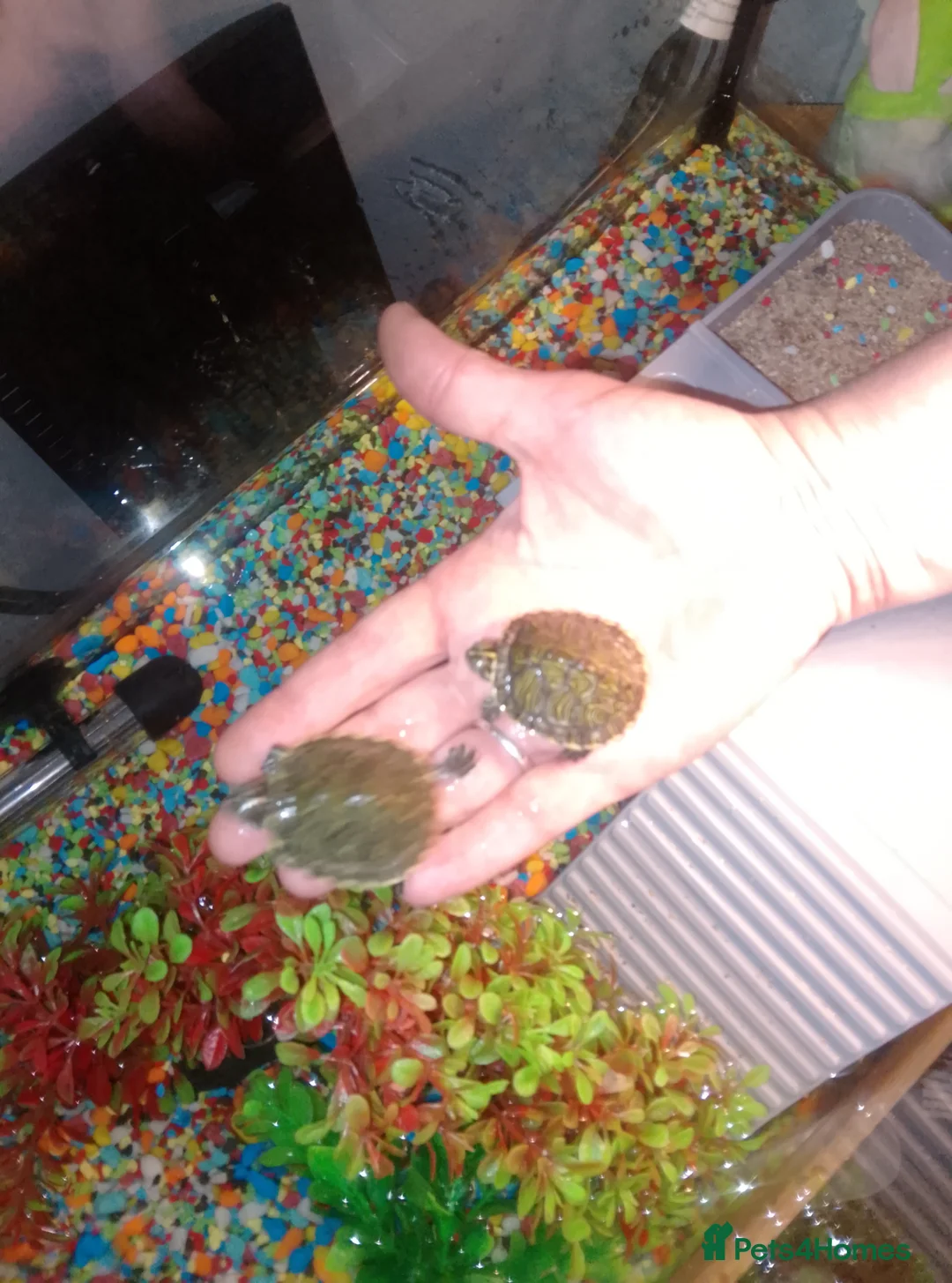 Terrapin reptiles for sale: 2 X sliders  in Birmingham - Advert 2