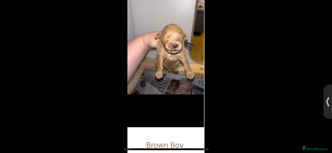 Goldendoodle dogs for sale: F1 mini Goldendoodles - Advert 11