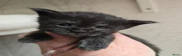 Maine Coon cats for sale: Maine Coon Kittens Russian/European lines - Advert 3