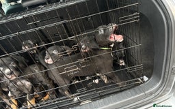 Mixed Breed dogs for sale: Came corso X American bulldog - Advert 5