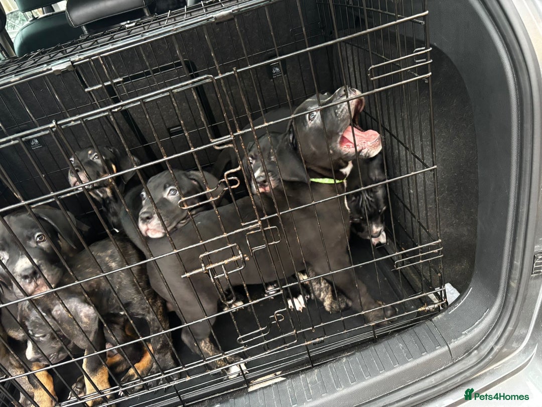 Mixed Breed dogs for sale: Came corso X American bulldog - Advert 5