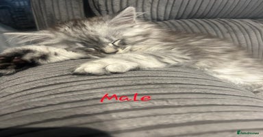 Maine Coon cats - Advert 13