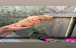 Labrador Retriever dogs for sale: Stunning Fox Red Labrador puppies  - Image 14