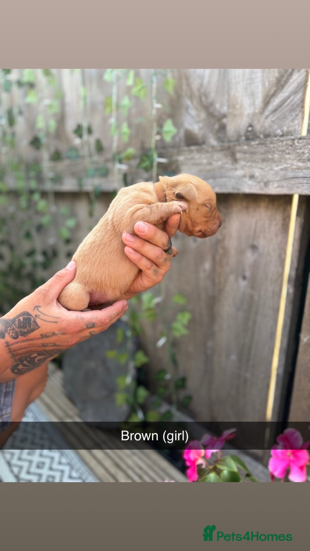 Labrador Retriever dogs for sale: Stunning Fox Red Labrador puppies  - Image 14