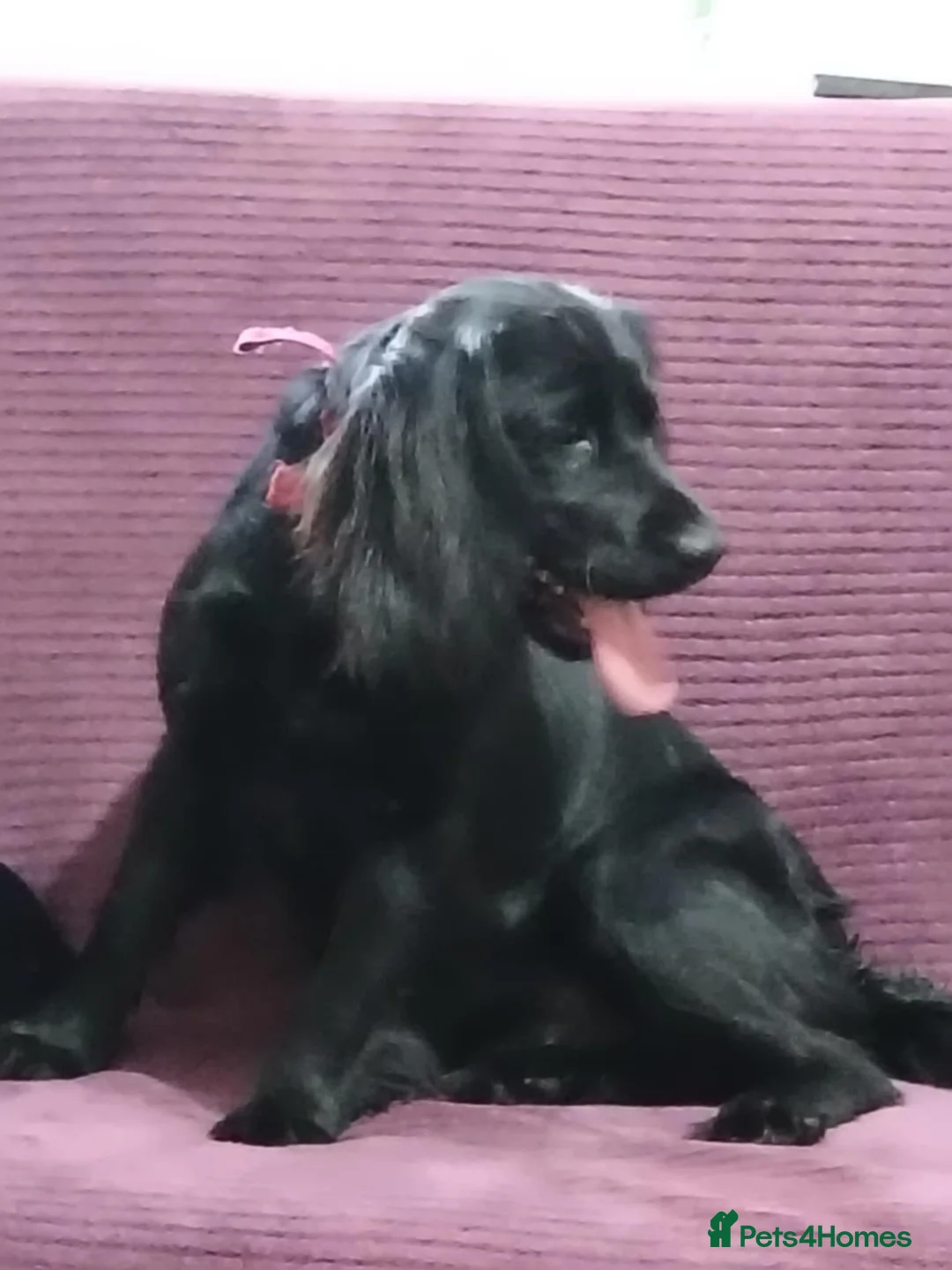 Cocker Spaniel dogs for sale: Cocker spaniel - Advert 10