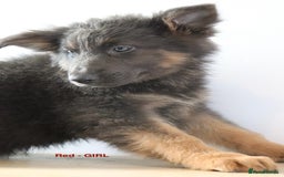 German Shepherd dogs for sale: German Shepherd puppies - Image 11