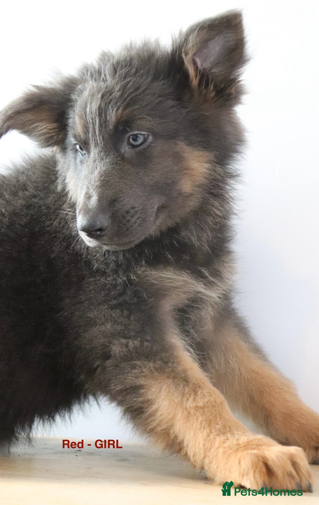 German Shepherd dogs for sale: German Shepherd puppies - Image 11