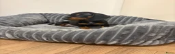 Miniature Dachshund dogs for sale: 🐾 Beautiful Miniature Dachshund 🐾 - Advert 12