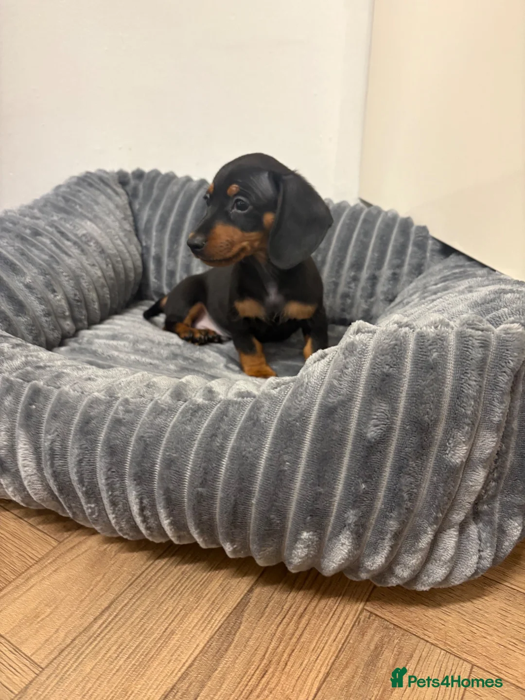 Miniature Dachshund dogs for sale: 🐾 Beautiful Miniature Dachshund 🐾 - Advert 12
