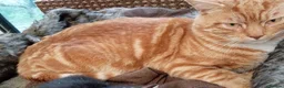 Mixed Breed cats for sale: Kittens bengal Cross  - Advert 15