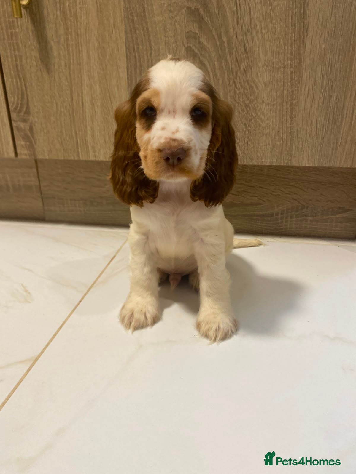 Cocker Spaniel dogs 🐾STUNNING KC REGISTERED SHOW COCKERS🐾 - Advert 1