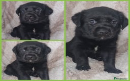 Mixed Breed dogs for sale: Rottador puppies for sale - Image 6