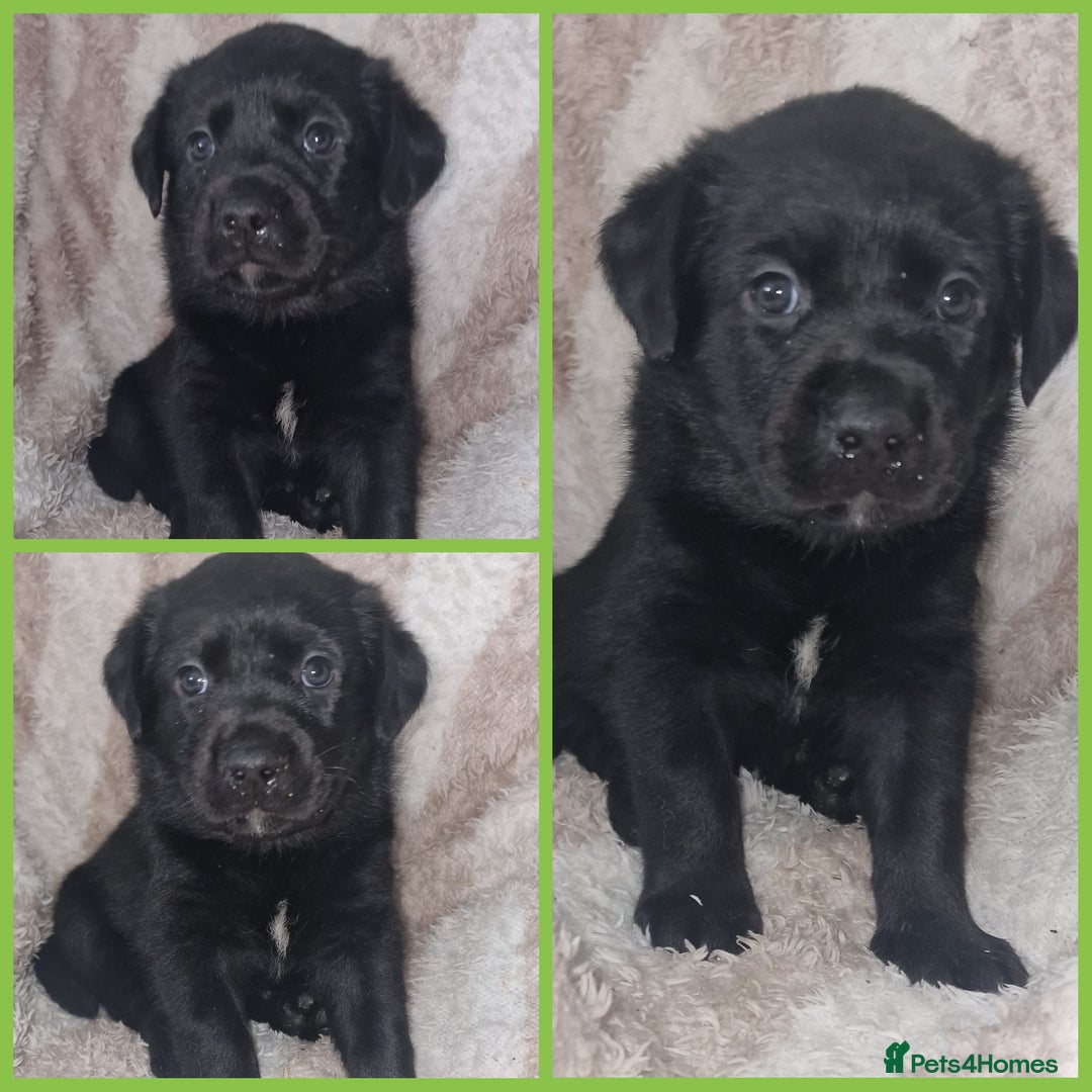 Mixed Breed dogs for sale: Rottador puppies for sale - Image 6