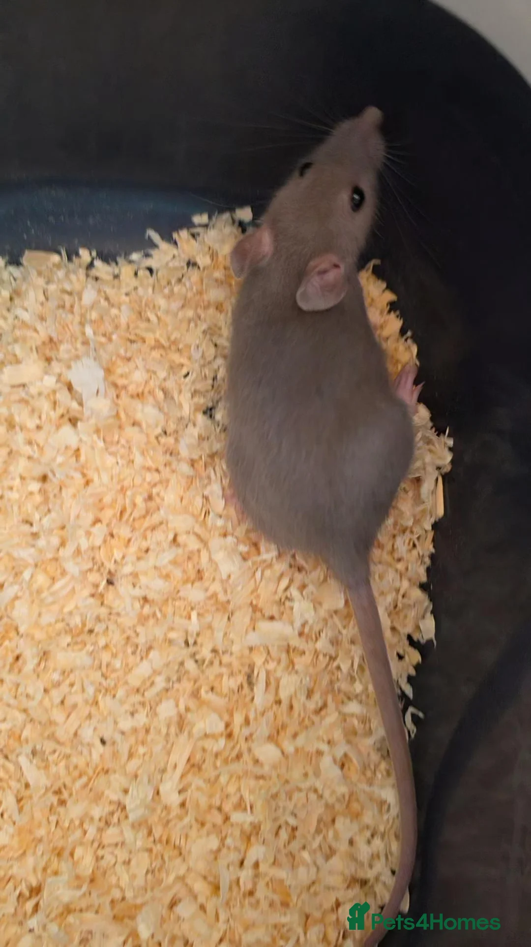 Rat rodents for sale: Gorgeous baby Rats Ready to Go Mainly Top Eared - Advert 11