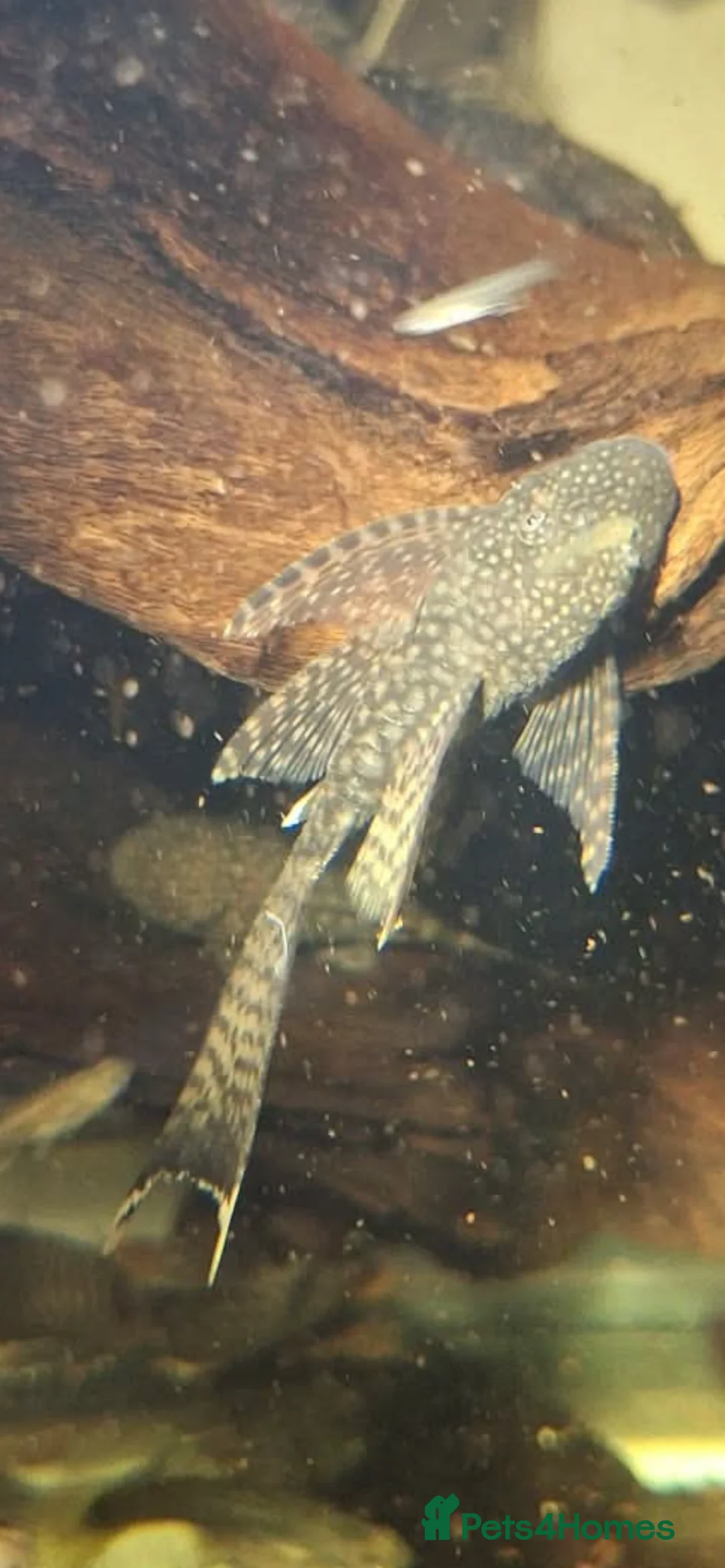 Plecos fish for sale: Longfin and shortfin bristlenose - Advert 2