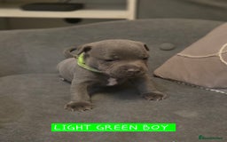 Staffordshire Bull Terrier dogs for sale: LAST 2 BLUE REGIMENT GIRLS  - Image 22
