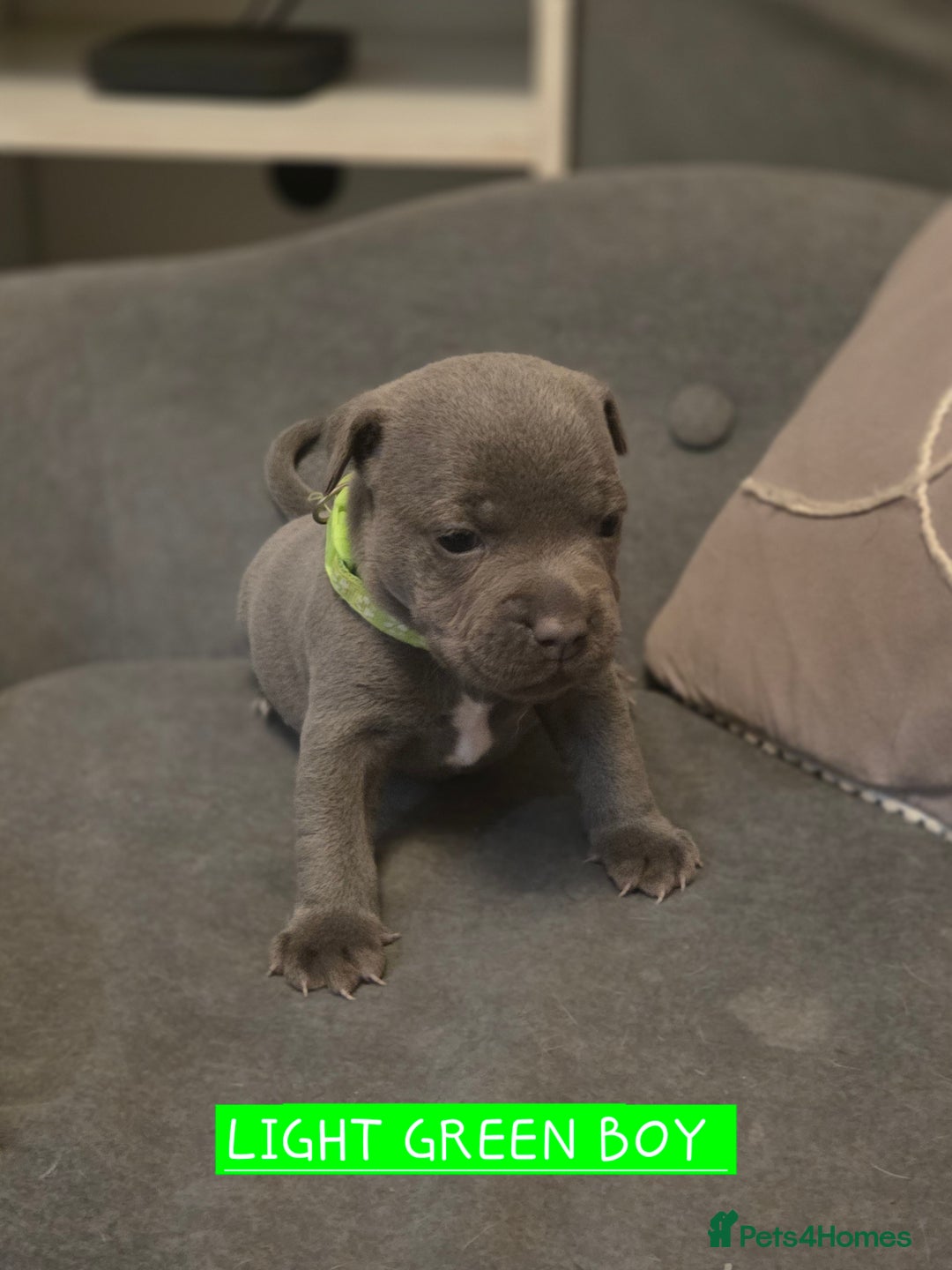 Staffordshire Bull Terrier dogs for sale: LAST 2 BLUE REGIMENT GIRLS  - Image 22