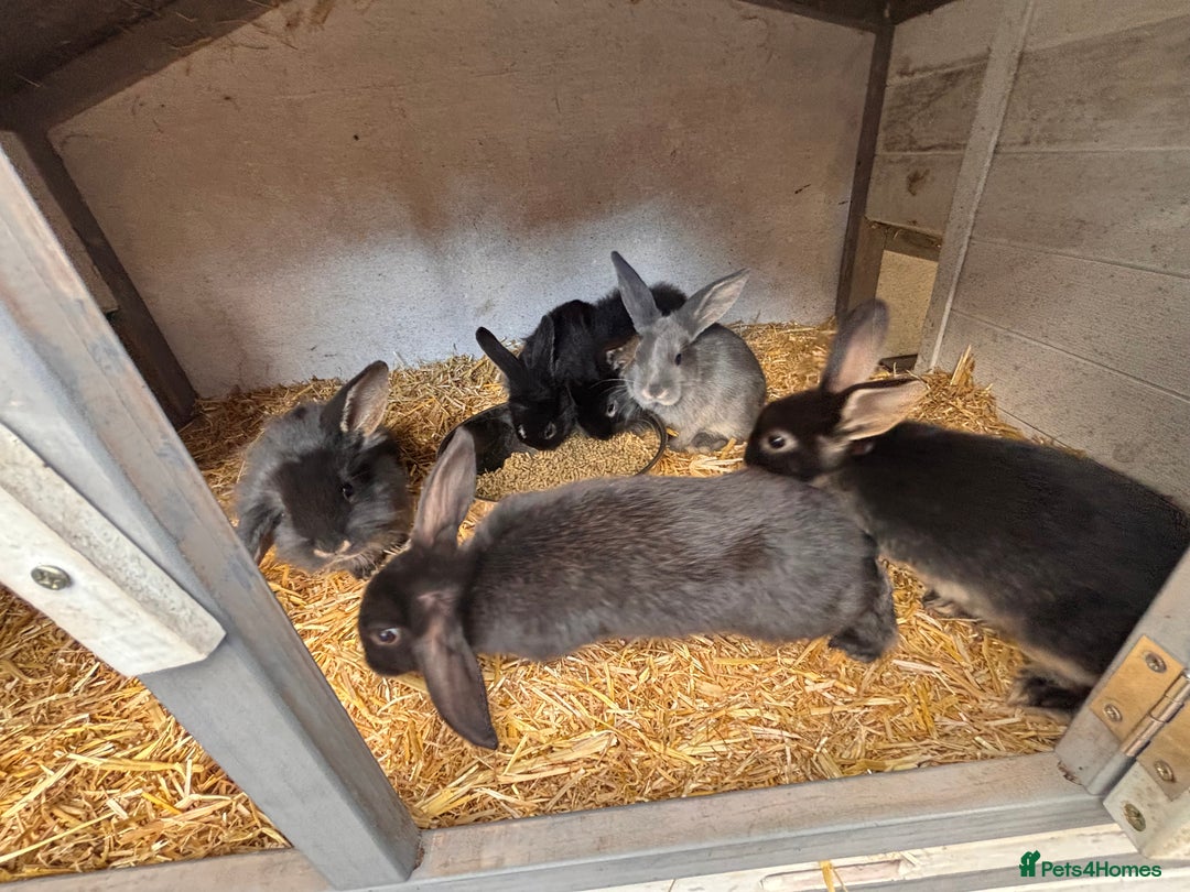 Mini Lion Lop rabbits for sale: 6 Beautiful Mini Lionhead Lops! £40 Each - Image 5