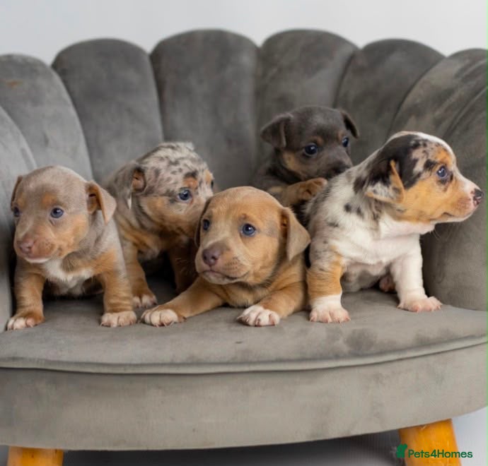 Jack Russell dogs Jack Russell puppies Rainbow 🌈 litter  - Advert 1