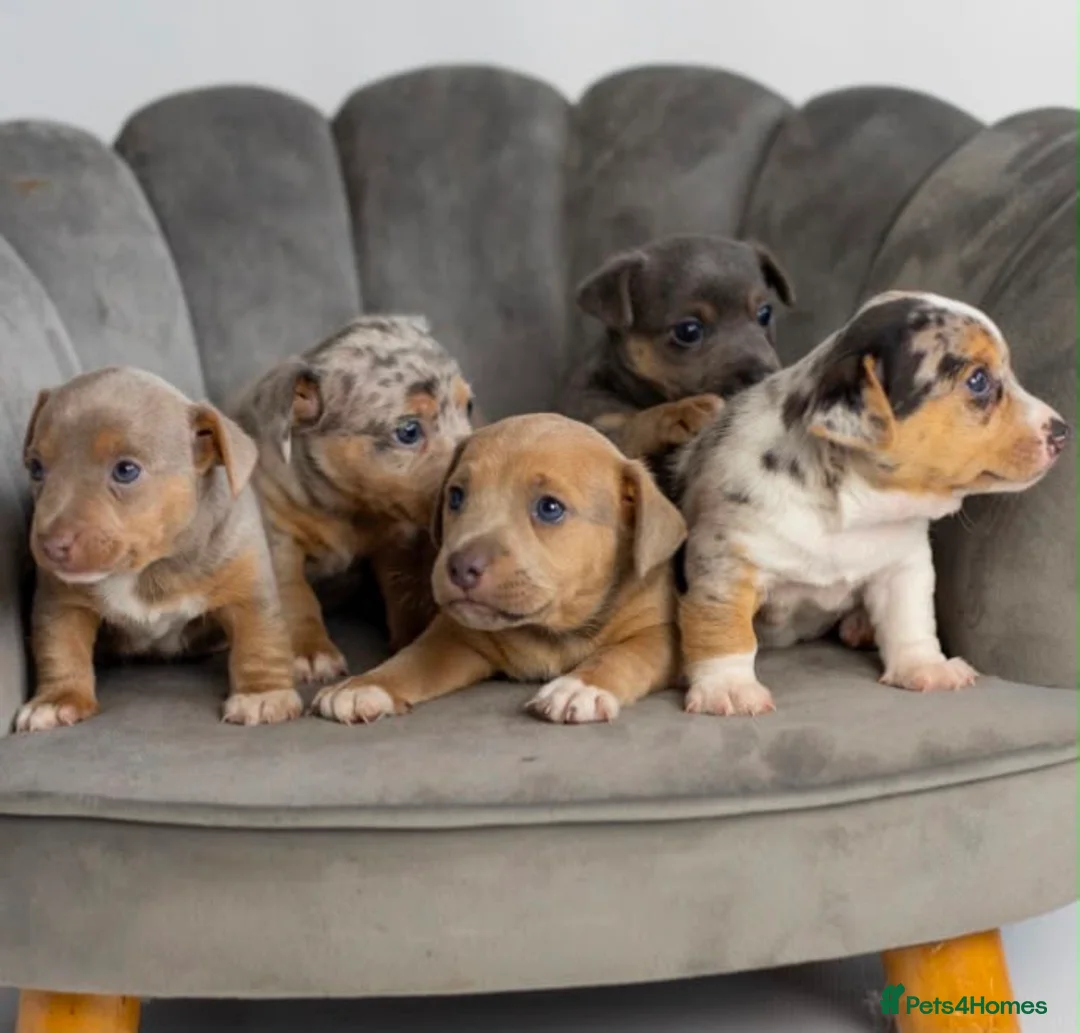 Jack Russell dogs for sale: Jack Russell puppies Rainbow 🌈 litter  in Hatfield - Advert 1