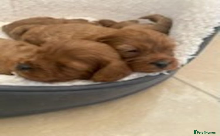 Cavapoo dogs - Advert 4