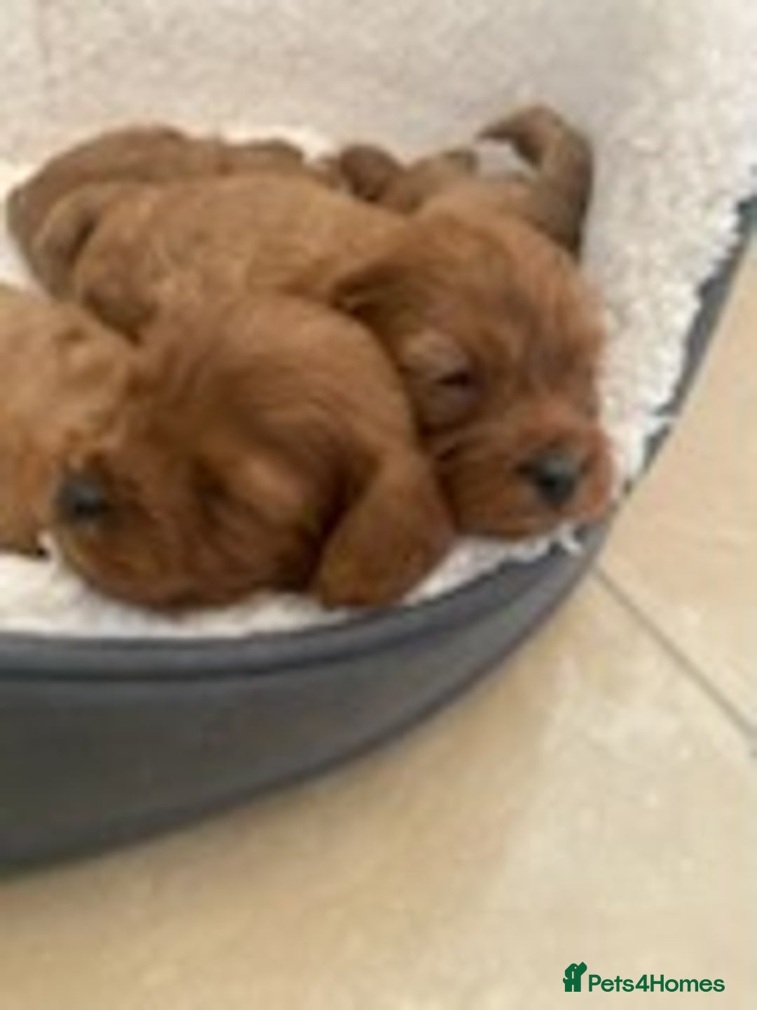 Cavapoo dogs for sale: Red cavapoo babies, both parent DNA tested - Image 1