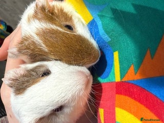 Guinea Pig rodents Two beautiful female Guinea pigs - Advert 3