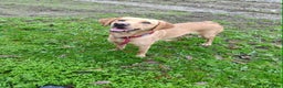 Labrador Retriever dogs for sale: Female Labrador  - Advert 7