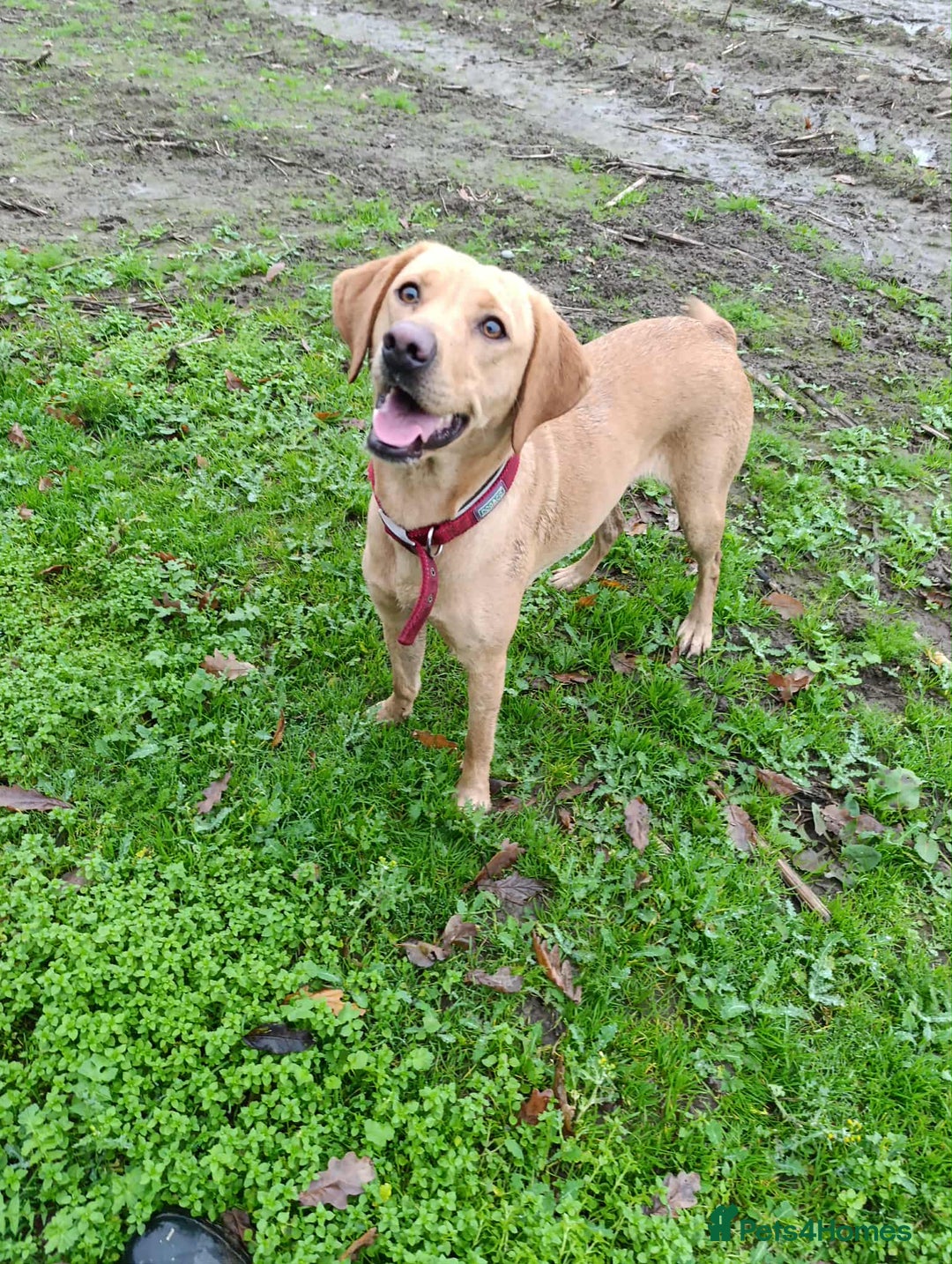 Labrador Retriever dogs for sale: Female Labrador  - Advert 7