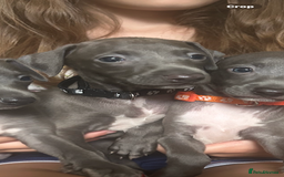Italian Greyhound dogs for sale: Ready now 6 stunning blue boys kc reg - Image 17