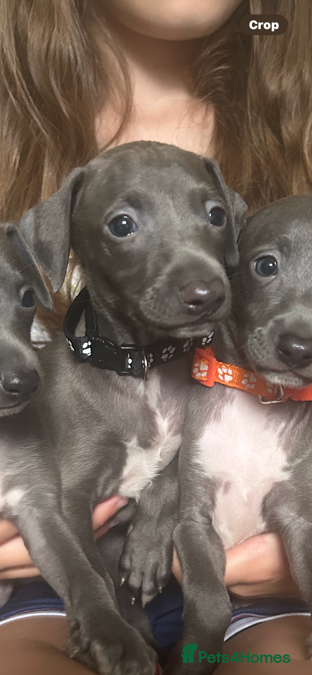 Italian Greyhound dogs for sale: Ready now 6 stunning blue boys kc reg - Image 17
