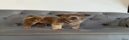 Chow Chow dogs for sale: Stunning exotic colour chowski puppies for sale  - Advert 26