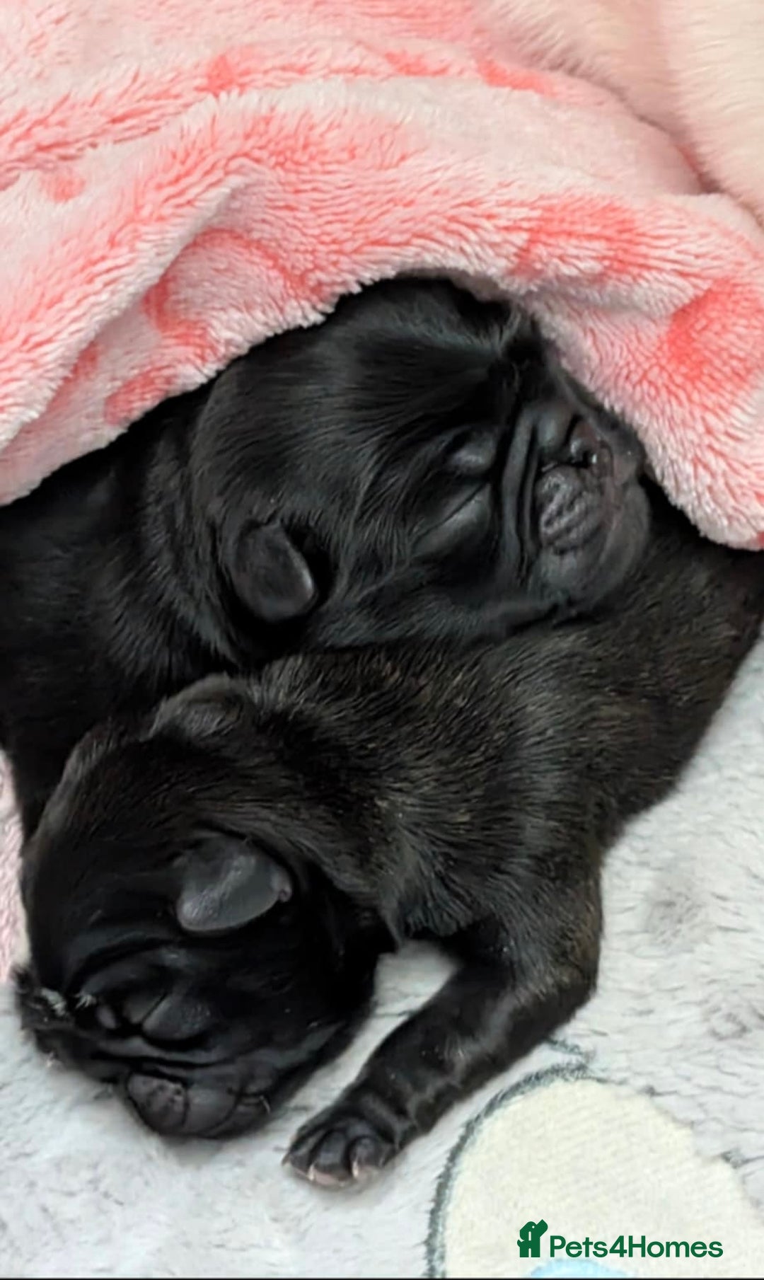 Pug dogs for sale: 2 adorable little boys  - Image 2
