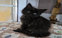 Maine Coon cats for sale: Stunning GCCF Maine Coon kittens  - Image 35