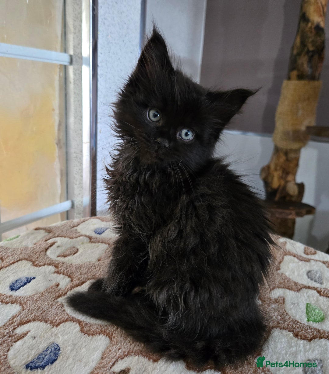 Maine Coon cats for sale: Stunning GCCF Maine Coon kittens  - Image 35