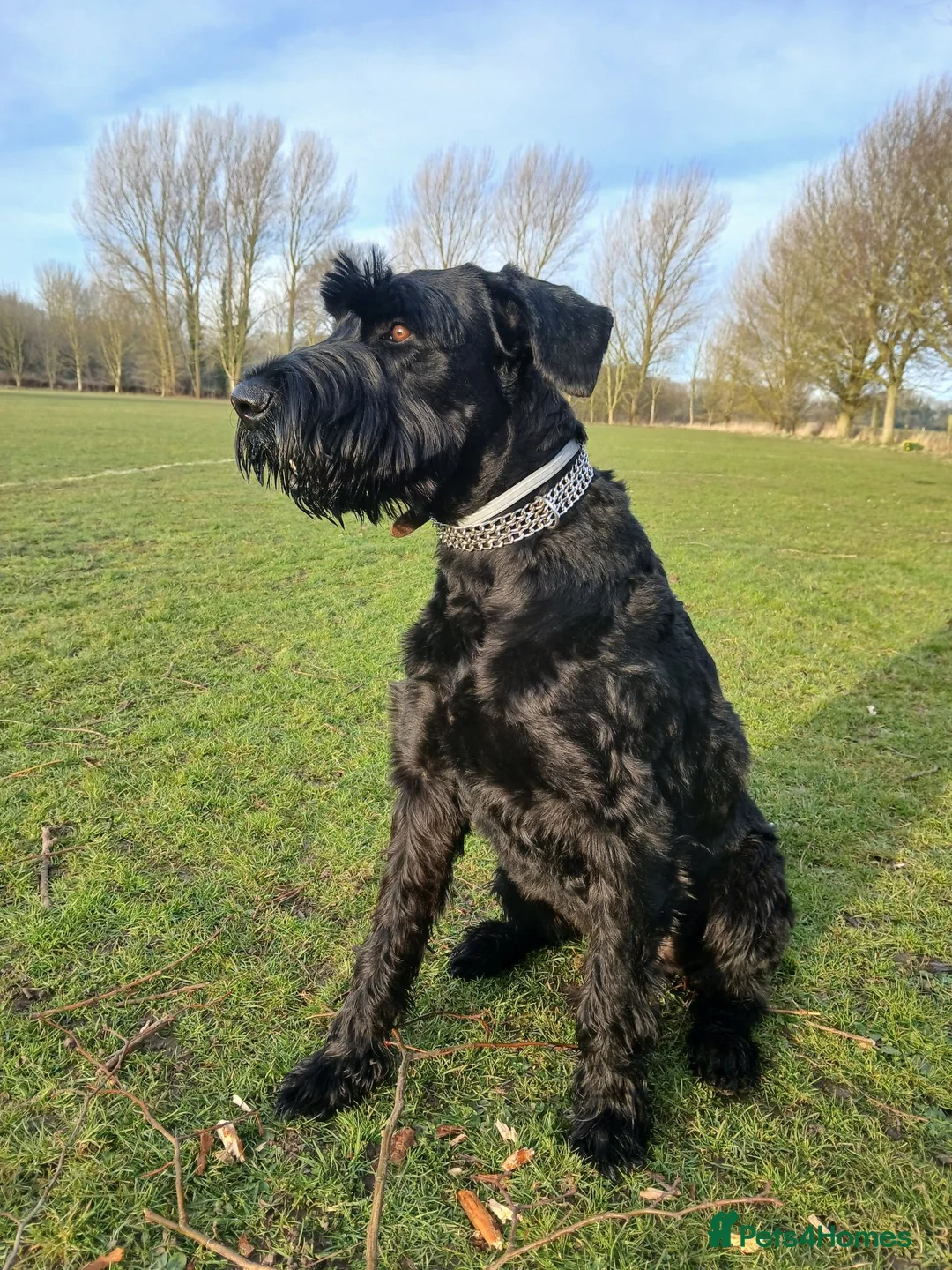 Giant Schnauzer dogs for stud: Giant Schnauzer for a stud in Boston - Advert 3