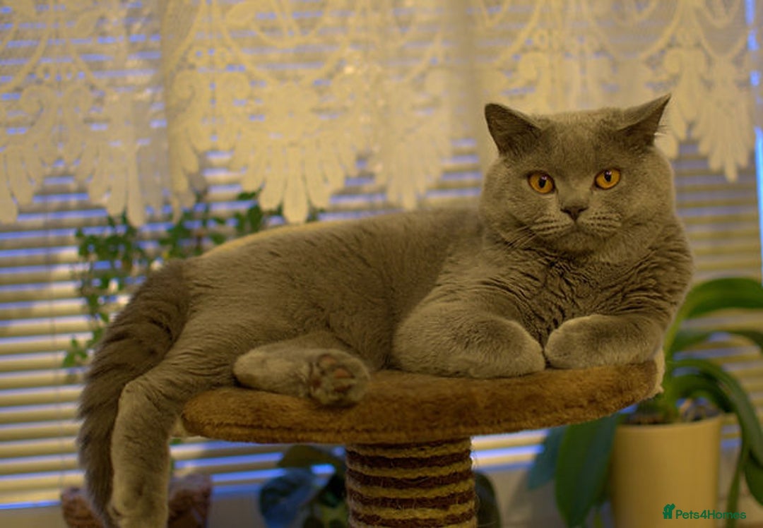 British Shorthair cats for sale: British Shorthair Kittens - Advert 13