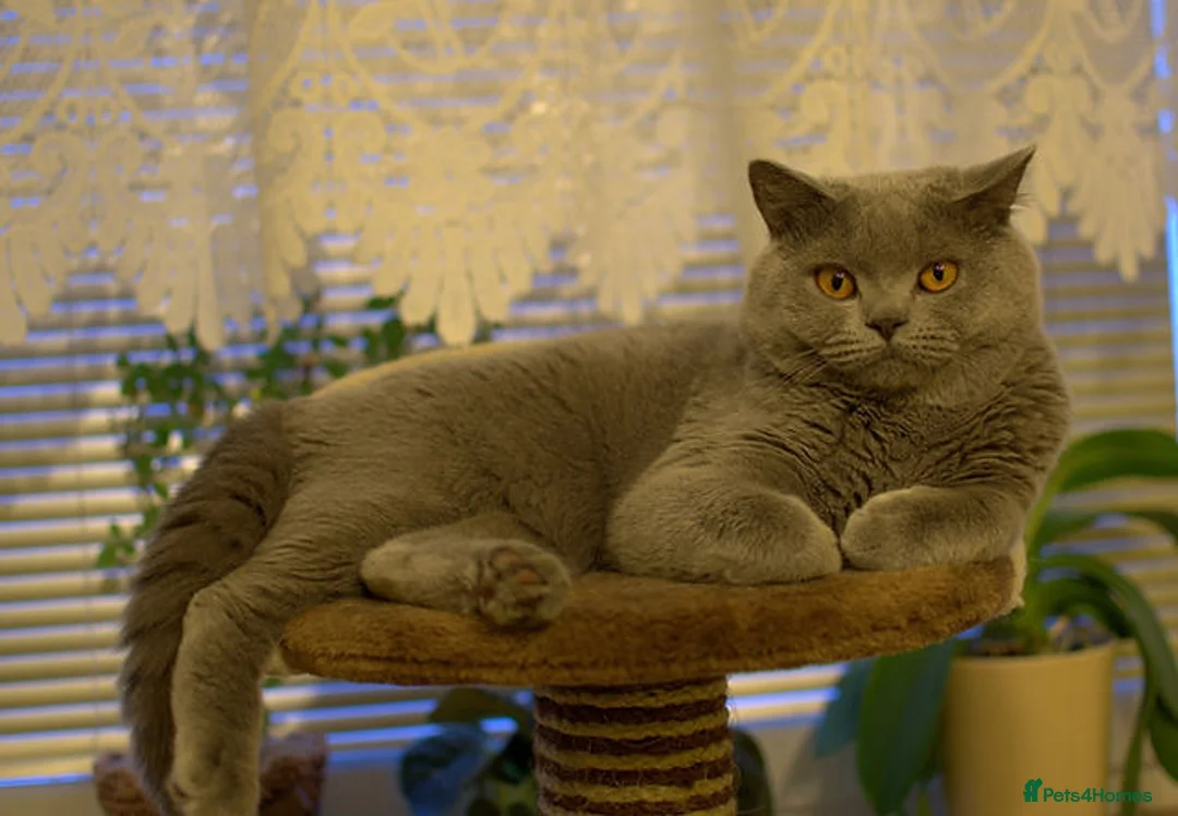 British Shorthair cats for sale: British Shorthair Kittens - Advert 13