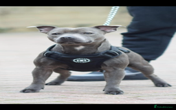 Staffordshire Bull Terrier dogs for sale: BEAUTIFUL BLUE STAFFY PUPPYS FOR SALE!!! - Image 10