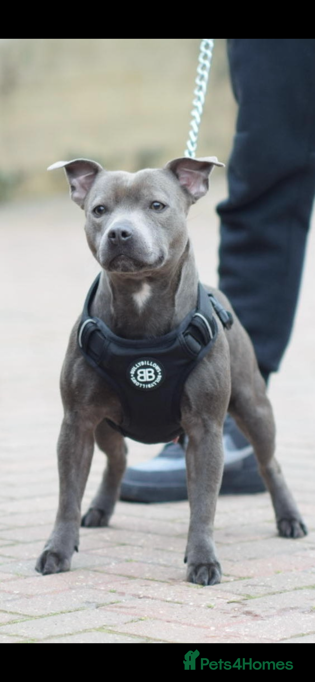 Staffordshire Bull Terrier dogs for sale: BEAUTIFUL BLUE STAFFY PUPPYS FOR SALE!!! - Image 10