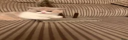 British Shorthair cats for sale: BRITISH SHORTHAIR KITTENS  - Advert 5