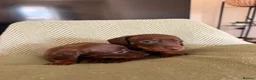 Miniature Dachshund dogs for sale: Beautiful litter of chocolate miniature Dachshunds - Advert 6