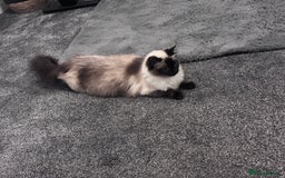 Ragdoll cats for sale: One gorgeous Ragdoll kitten available  - Image 13