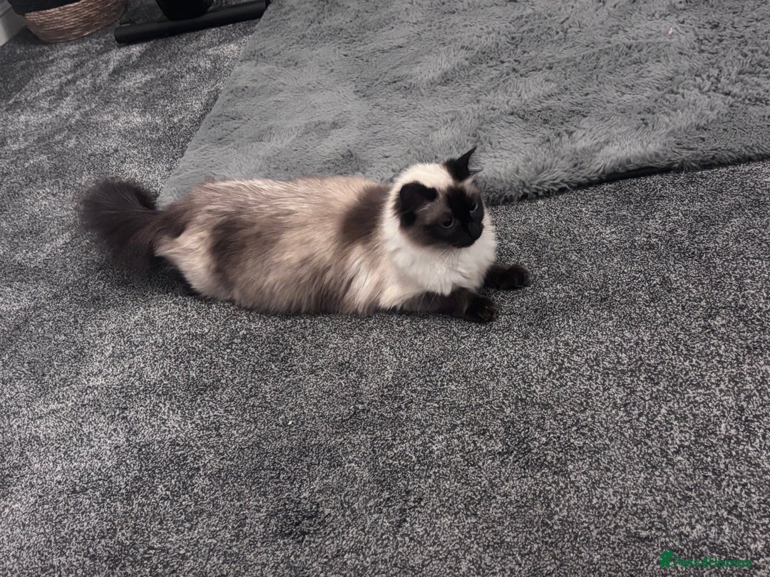 Ragdoll cats for sale: One gorgeous Ragdoll kitten available  - Image 13