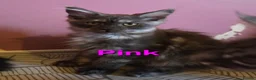 Maine Coon cats for sale: Mainecoon tica reg polydactyl kittens - Advert 22
