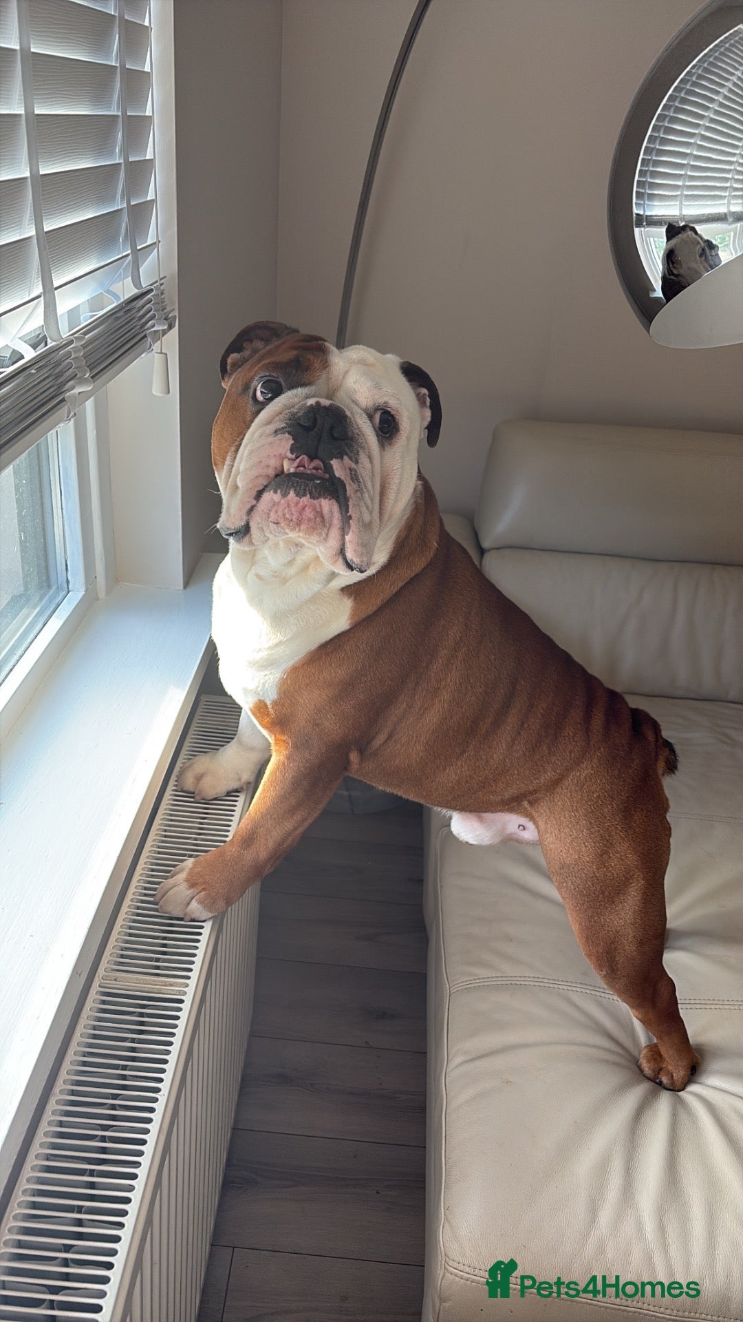 English Bulldog dogs Red and white English bulldog  - Advert 1